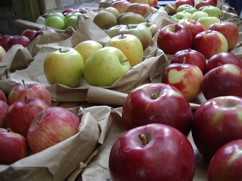 Little City Farm: Apple Tasting and Fate of the Heirloom Apples