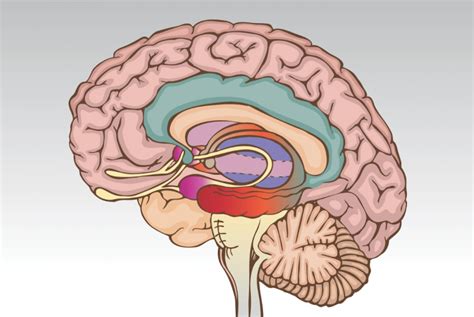 Brain Structure and Function of Those with Bipolar Disorder