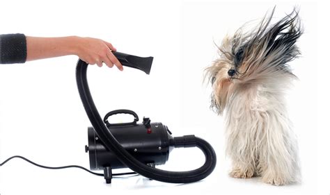 Top 10 Best Dog Hair Dryers Reviews (2024) Buyer's Guide