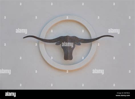 Longhorn - Texas symbol Stock Photo - Alamy