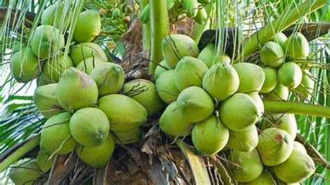 Makalah Tentang Pengolahan Dan Manfaat Buah Kelapa - Jawara Makalah