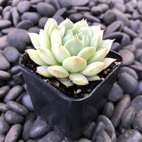 Echeveria derenbergii - Painted Lady Succulent (2" Pot) | Little Prince To Go