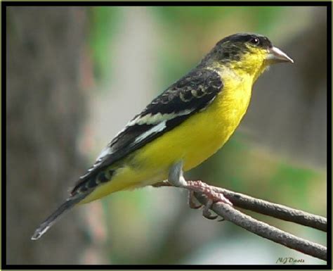 Photos of Utah Birds, Lesser Goldfinch, Female on27 September, 2012, Draper, Utah - July 5, 2005 ...