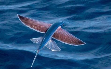 The Flying Fish: Exocoetidae and Their Extraordinary Adaptations