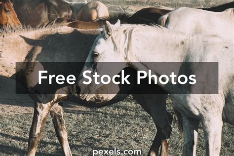 Grass Pasture Photos, Download The BEST Free Grass Pasture Stock Photos ...