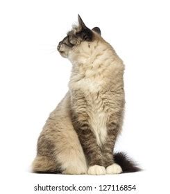 775 Cat looking over shoulder Images, Stock Photos & Vectors | Shutterstock