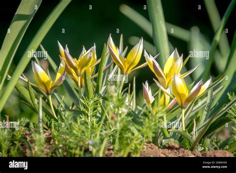 Crocus flower and tulip leaves hi-res stock photography and images - Alamy