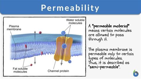 Permeability - Definition and Examples - Biology Online Dictionary