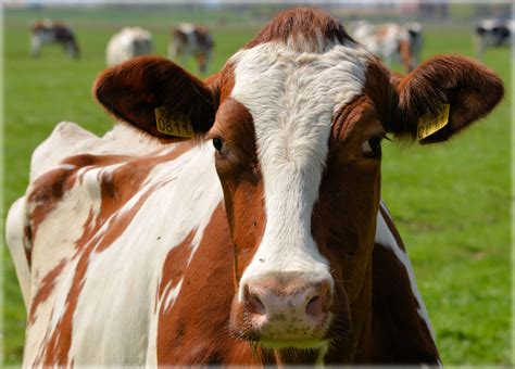Cow Free Stock Photo - Public Domain Pictures