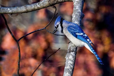 Blue Jay Symbolism: 16 Spiritual Meanings