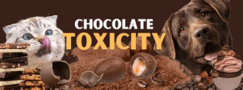 Chocolate Toxicity Calculator - West Queanbeyan Veterinary Hospital