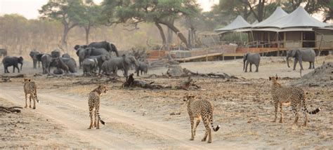 4 Days Hwange National Park Zimbabwe | zimbabwe safaris