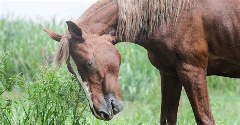 6 Common Causes Of Lameness In Horses