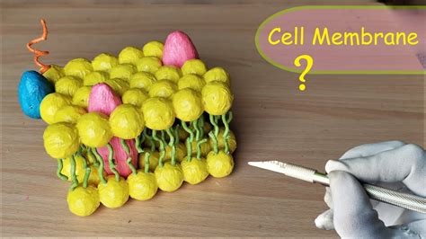 How to make Cell Membrane Model | DIY Project - YouTube