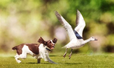 Dog walkers back new project to help protect migrating birds at Chichester Harbour - Chichester News