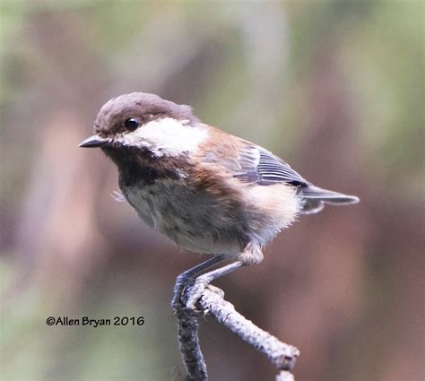 Chestnut-backed Chickadee | VisitingNature