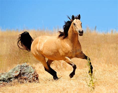 The Buckskin Horse Crazy, Horse Life, Horse Photos, Horse Pictures, Most Beautiful Animals ...