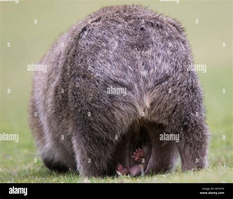 Pouch young hi-res stock photography and images - Alamy