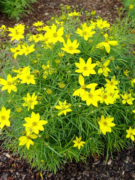 Coreopsis 'Zagreb' | Garden Housecalls