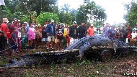 World's largest captive crocodile Lolong dies in Philippines - BBC News