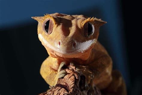 An In-Depth Crested Gecko Care Sheet