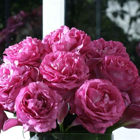 Yves Piaget Roses - Garden Roses Direct