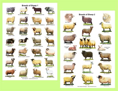 A4 Posters. Breeds of Sheep 2 Different Posters - Etsy