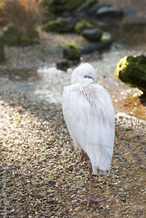 African Spoonbill Stock Photo | Adobe Stock