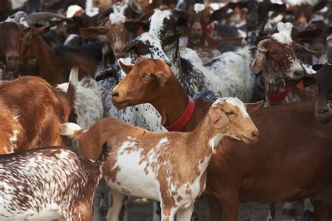 31 Goat Breeds for Milk, Meat, & Fiber You'll Need on the Farm