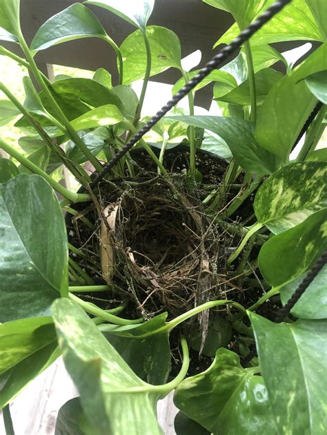 Tiny Finch Family in the Studio Nest! — Caleigh Bird Art