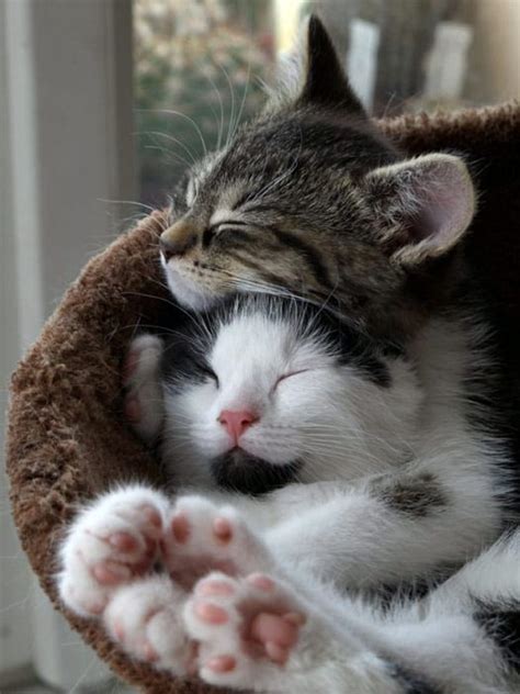 Happy Hug Day: These pictures of animals hugging will make you crave a ...