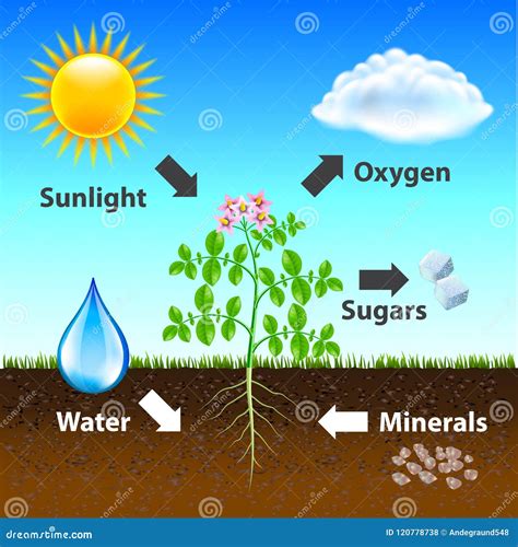 Photosynthesis Diagram Vector Background Stock Vector - Illustration of ...