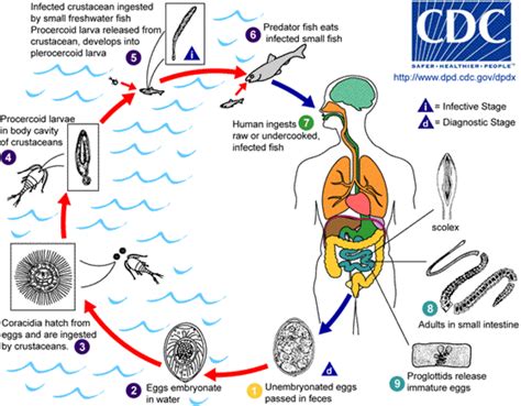 Tapeworm Symptoms, Treatment, And Prevention | HubPages