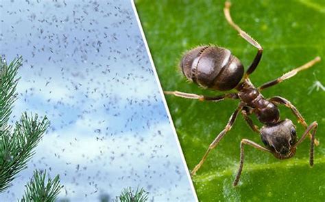 Why Flying Ants Day Happens (and What You Need To Do) | Bob Gunn Termite Solutions