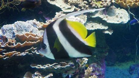 Aquarium Noumea (4) - Traveller-kites