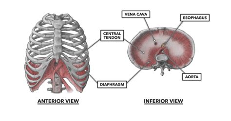 CrossFit | Thoracic Muscles, Part 2