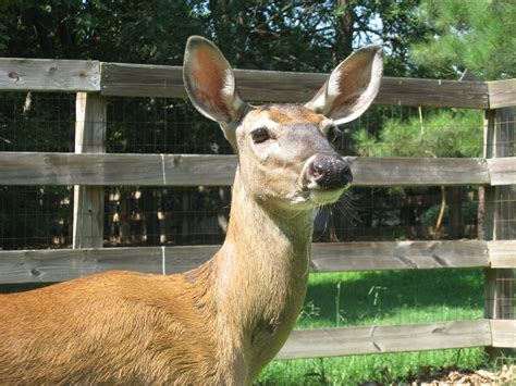 File:Pet Deer.JPG - Wikimedia Commons