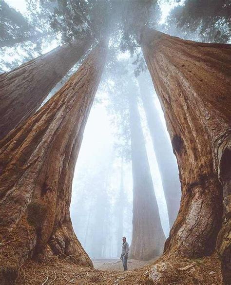 Gigantic trees, or miniature human? | Sequoia tree, Sequoia national park, Giant sequoia trees