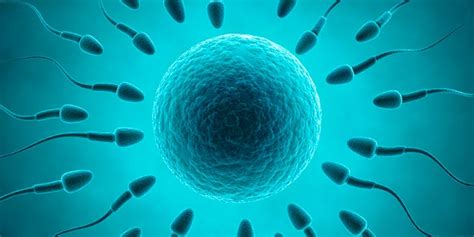 Asexual vs Sexual Reproduction - Difference and Comparison | Diffen