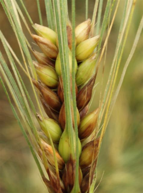 Barley | Diseases and Pests, Description, Uses, Propagation