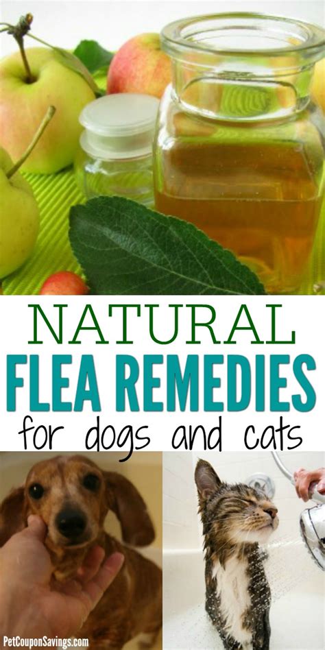 11 Natural Flea Remedies for Dogs and Cats - Pet Coupon Savings