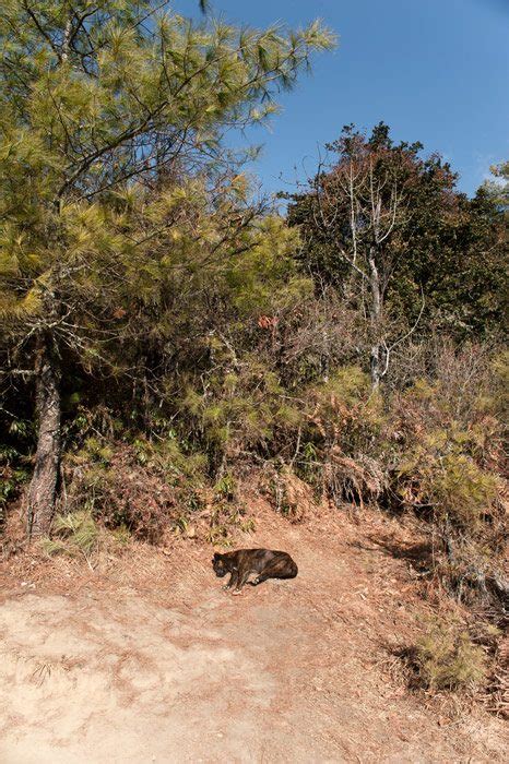 How to Tackle the Tiger's Nest Hike to Bhutan's Famous Monastery