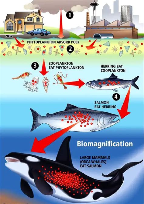 Biological Magnification -Definition, Causes, Effects - Biology Notes Online