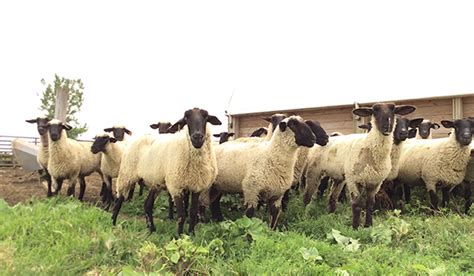 Sheep Teaching Farm | Department of Animal Science