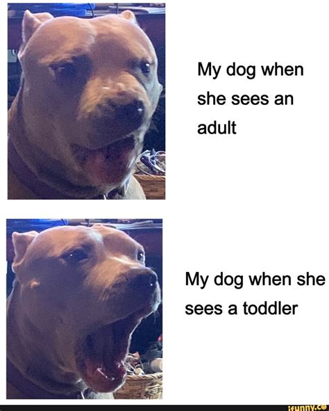 My dog when she sees an aduﬂ My dog when she sees a toddler - ) | Memes, Dogs, Popular memes