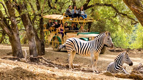 African Safari Tour