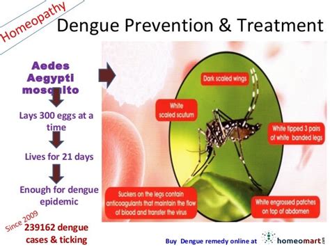 Dengue Prevention & Treatment