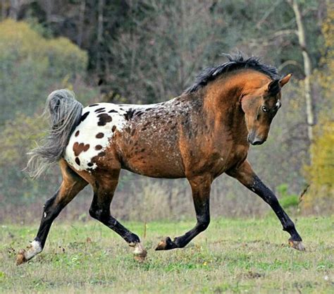 Pin by King Hunter on Horses | Horse breeds, Horses, Appaloosa horses