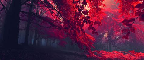 🔥 Download Red Leafed Trees Ultra Wide Photography Nature 2k Wallpaper by @leslieo4 | 2K ...