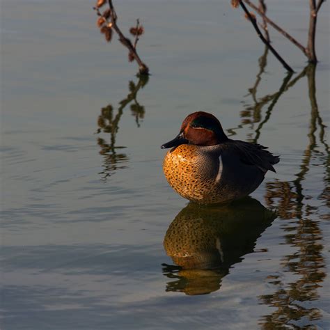 Teal Bird Photos, Download The BEST Free Teal Bird Stock Photos & HD Images